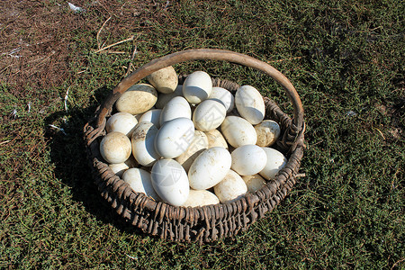 育雏草地上篮子里的鹅蛋草地上篮子里的白鹅蛋绿色食物背景图片