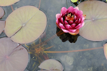百合大布贡迪花水利池塘上的征服者植物自然图片