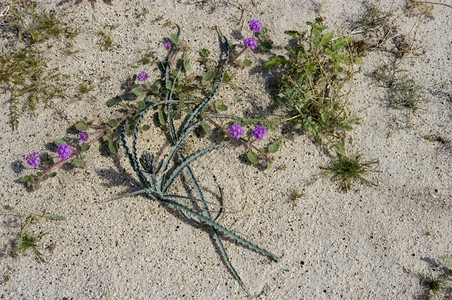 博雷戈沙Verbena花朵和沙漠马鞭草公园图片