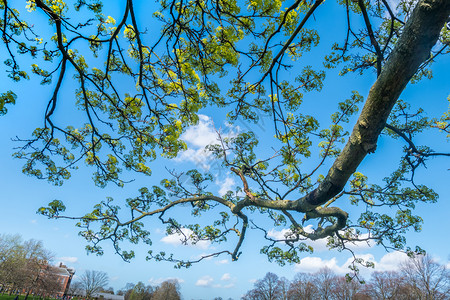 抽象的蓝色天空对面树适合制作背景图像的树枝细节文本空间infotooltip为了云背景图片