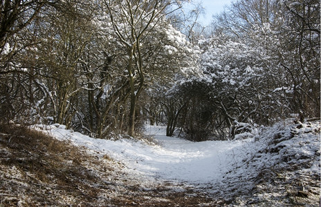 冬季风景有雪和蓝天空寒冷的黑暗树图片