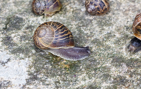 在布列塔尼的石墙上贝壳花园螺旋图片