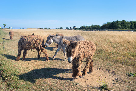 法属岛IledeRe的著名长发驴子法国动物普伊图背景图片