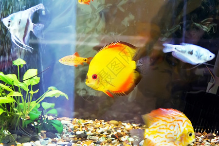 装饰水族馆中黄双硫磷亚基法西阿塔大海金鱼哈拉尔迪图片