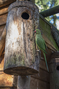 尾巴环状的绿鹦鹉寻找配红嘴的绿色长尾鹦鹉小图片