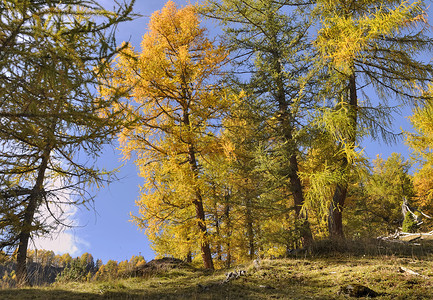 落下季节高山森林中秋天的黄色美丽图片