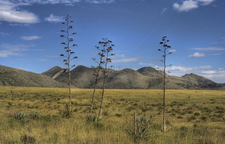 龙舌兰天空草原亚利桑那图片