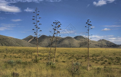 拉纳佩斯龙舌兰天空草原亚利桑那背景