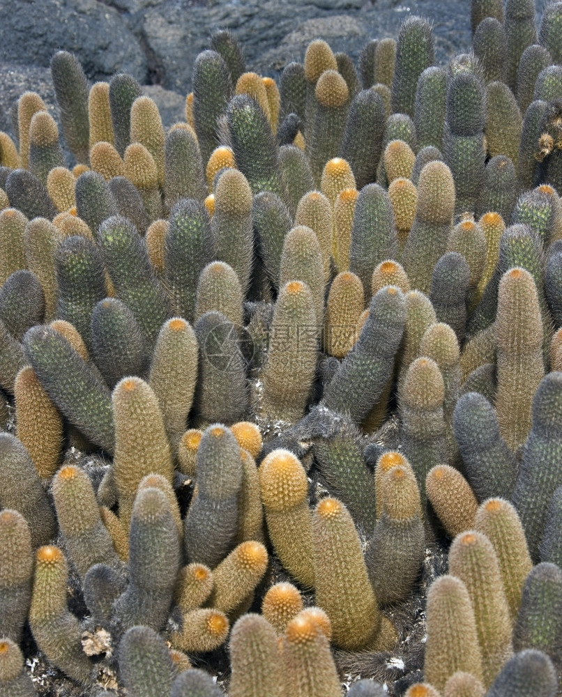 仙人掌艾伦在加拉帕戈斯群岛火山景观中生长的拉卡帕戈斯布希塞耳蜡状体图片