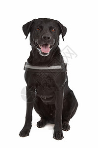 国内的混合品种狗拉布多犬罗威纳混合品种狗罗威纳犬在白色背景前宠物的背景图片