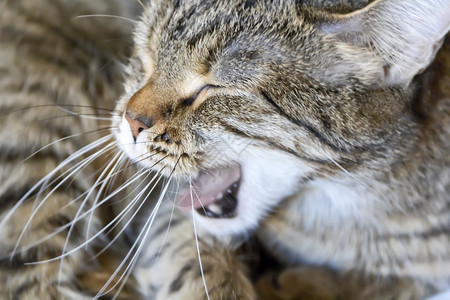 灰色猫打哈欠打哈欠的可爱猫咪背景