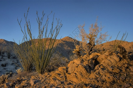 状态日出时奥科蒂洛里德米勒沙漠图片