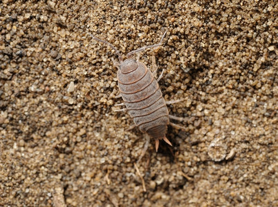 甲壳类动物中间以色列质的特写镜头沙地上的木虱以色列质的特写镜头东方图片