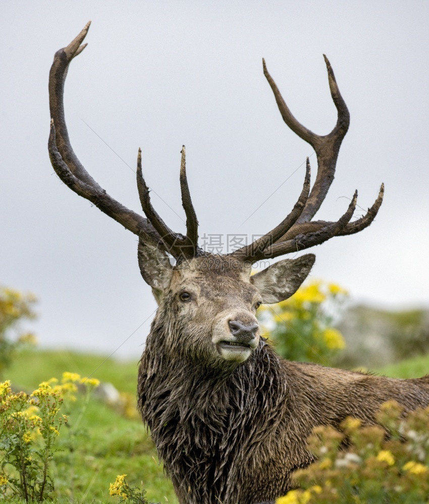 动物群哺乳苏格兰高地的红鹿Cervuselaphus红色的图片