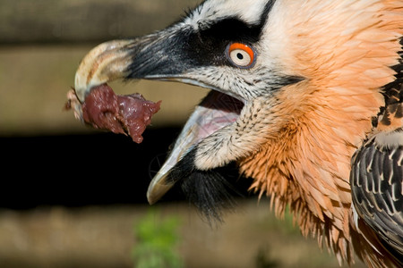 动物标本秃鹫Gypaetusbarbatus构成模棱两可的拉默盖尔角图片