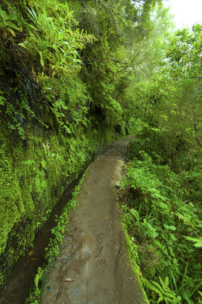 旅行佛得角景观通往葡萄牙桑塔纳马德拉的Caldeeirao动脉公路图片