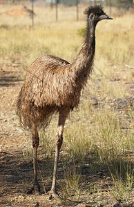 澳大利亚北区鸟埃穆澳洲北方领土德罗马尤斯野生动物自然背景图片