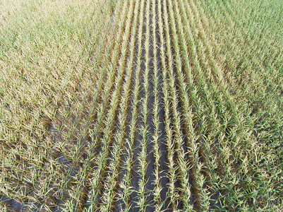 天线玉米田地伯纳乌普特勒巴斯上瑞欣法国大西部自然绿色图片