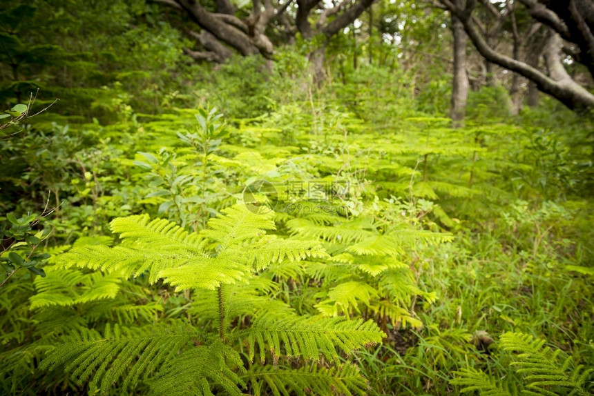 南太平洋新喀里多尼亚松树岛的森林细节植物绿色图片