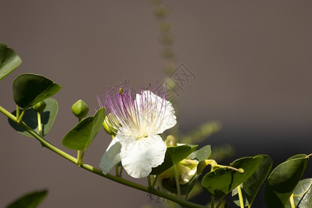 菲奥里结肠炎财产比安科花园卉特写白刺山柑花卉特写背景