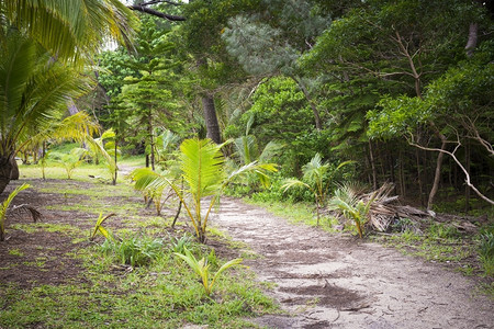 细节丛林绿色新喀里多尼亚松树岛上的雨林图片