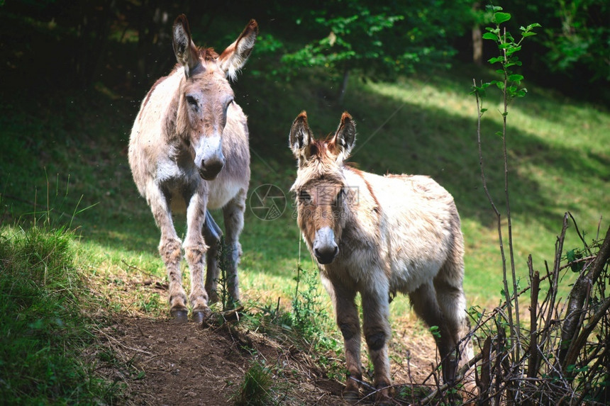 牧羊人木偶奇遇记意大利Bergamo阿尔卑斯山的草地上两头驴子学习图片