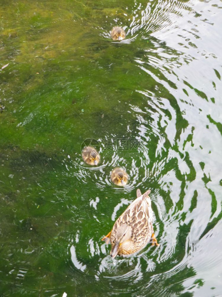鸟类学湖鸭子在池塘上游泳然后是小鸭子鸟图片