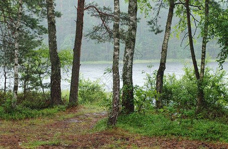 户外森林中小湖边的雨绿色白俄罗斯图片