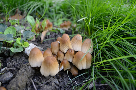 自然生物草地里有一群普通的真菌种图片