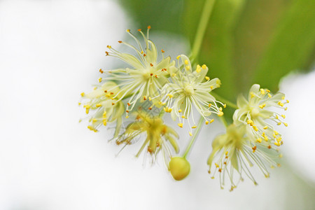 毛相林林登背景照片与不同寻常的石灰花相照植物叶子雄蕊背景