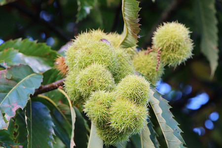 棕色的秋天刺季栗树枝上果壳的特写背景图片