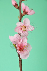 植被果园桃花演播室拍着桃花分支图片