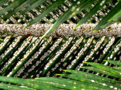 白植物虱子感染棕榈叶的照片白色杀害虫背景