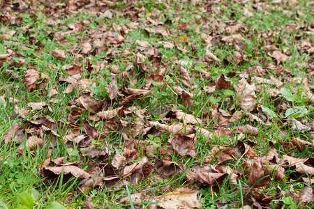 户外叶子秋天花园草地上的枯叶图片