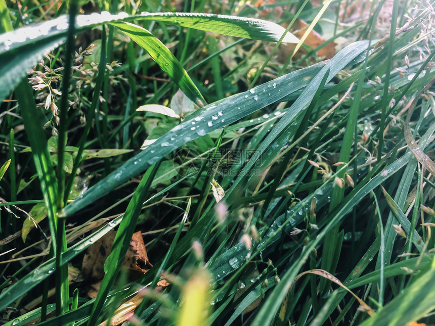 森林公园户外雨后的秋天草地绿图片