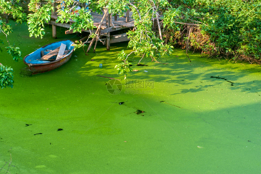 树一种自然艘停在条充满绿藻的运河里划艇图片