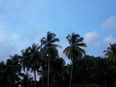 树农业椰子园花图片