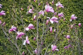 衬套一种花朵五月在灌木丛上粉红兰花图片
