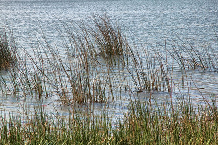 高的清植物群与草湖和Ripled水背景图片图片