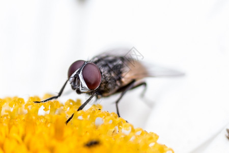 雏菊自然近距离拍到一只房子的苍蝇吸着花蜜的菊微小图片