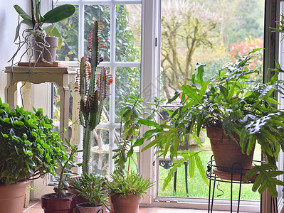 在室内植物闲暇家室内对着花园窗和门打开的温室隔处背景图片
