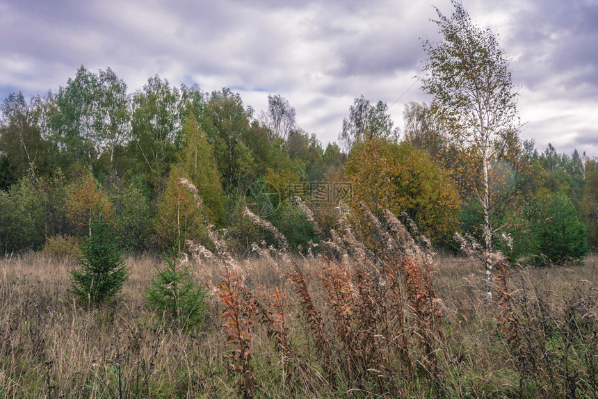 景观美丽的秋天风景在乌云多的一天俄罗斯树季节图片