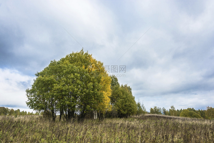 景观黄色的草美丽秋天风景在乌云多的一天俄罗斯图片