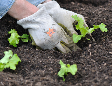 幼苗修补栽培妇女用手在花园土壤中种植生菜图片