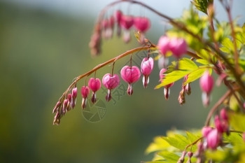 粉色的红流血心花粉红流鲜热的心花五月园一棵灌木上中心盛开图片