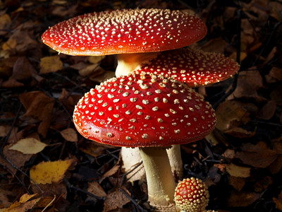 秋天草地上的蘑菇图片