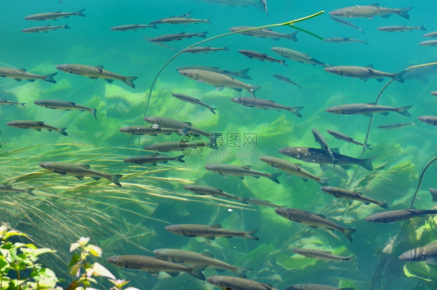植物群水下自然在克罗地亚Krka公园的清水中游泳鳟鱼图片