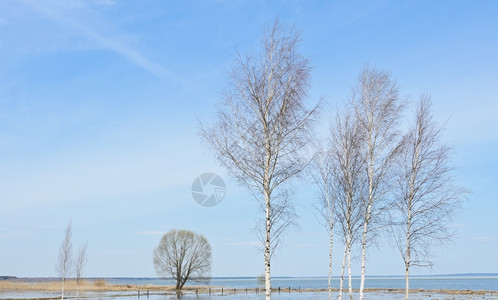 海岸蓝色的俄罗斯沿海河上的伯赫树图片