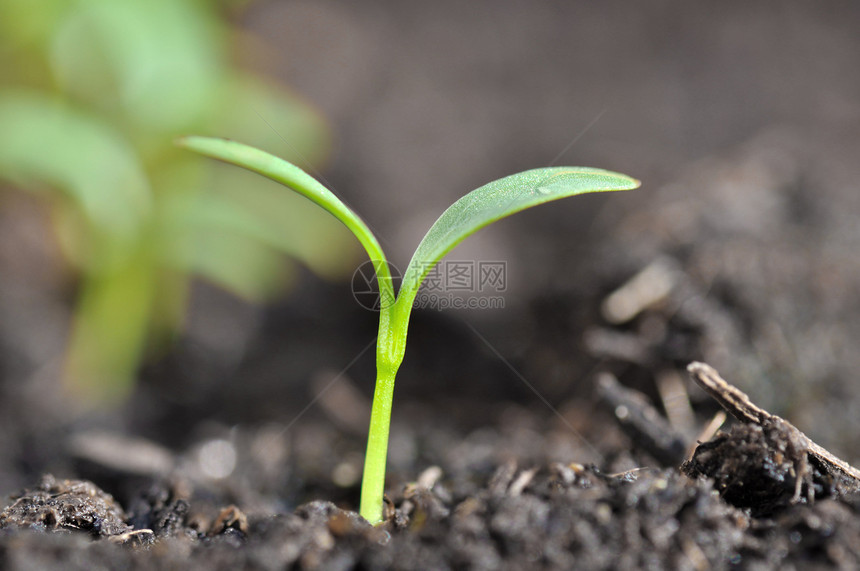 在土壤中有小苗和绿农业发芽树叶图片