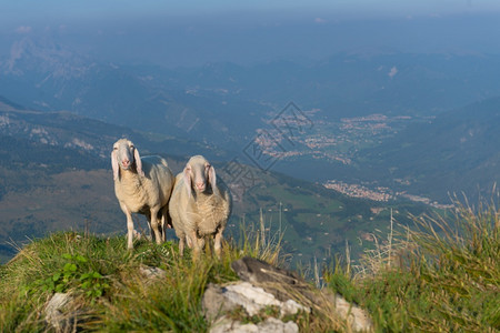 自然山间的羊群图片